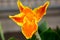 Canna hybrida, Canna lily