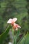 Canna Hybrida Lily flowers