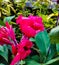 Canna Indica with bright and vivid red color.