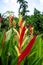 Canna indica is depending on the variety.