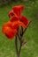 The Canna Indica Flower of the cannaceae family