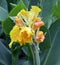 Canna indica flowering in Havana, Cuba