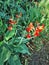 Canna indica, red and yellow flower, delicate among green foliage