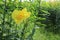 Canna indica yellow flowers blooming on green leaves and tree in the garden.