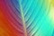 Canna leaf rainbow toned background. Botanical themed wallpaper with canna lilies plant, a banana-like, tropical-looking
