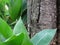 CANNA LEAVES NEXT TO A TREE