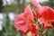 Canna Lilies - Red