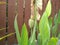 The canna lilly flower after the petal falled.