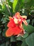 CANNA LILY /CANNA INDICA /INDIAN SHOT