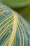 Canna lily leaf covered in water drops