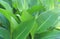 Canna lily leaves