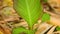 Canna lily plant leaves detail shot panning camera
