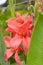 Canna lily red flower blooming beauty nature in garden