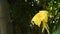 Canna lily tropical flower with drop of water in garden