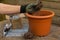 Canna lily tropicanna planting