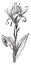 Canna Lily, vintage engraving