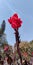 Canna`Lucifer Lily red flower sky background