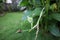 Canna Paniculata flower initial developing stage with round spiky seed coat. Close up of green canna lily seed pods.