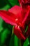 Canna is a perennial herb with large, two-row leaves and a branched root system