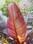 Canna Plant with Large Red Leaf