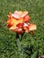 Canna plant in summer bloom