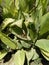 CANNA PRETORIA AMAZING MULTICOLOR FOLIAGE BENGAL TIGER CANNA