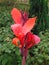 Canna red blossom close-up, favorite ornamental flower