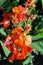 Canna `Tropical Orange`, plants and flowers by the end of summer,Zagreb, Croatia