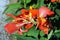 Canna `Tropical Orange`, plants and flowers by the end of summer,Zagreb, Croatia