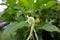 Canna Tuerckheimii flower initial developing stage with round spiky seed coat. Close up of green canna lily seed pods.