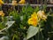 Canna \\\'Yellow King Humbert\\\' Burbank. Canna close up Indian shot, African or purple arrowroot, edible canna