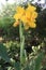 Canna Yellow King Humbert flower plant on farm