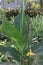 Canna Yellow King Humbert flower plant on farm