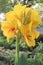 Canna Yellow King Humbert flower plant on farm