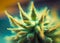 Cannabis Flower. Marijuana bud Macro shot. High detail closeup. Ai generative