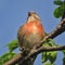 Cannabis is a songbird of the family of the fin-doped rodent squad