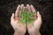 Cannabis trees in human hands that grow on fertile soil. Hemp  plant, Woman controls marijuana plants