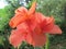 Cannas flowers with orange color