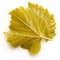 Canned grape leaf for dolma on white background