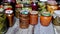 The canned products - vegetables and fruits in glass jars