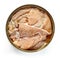 Canned salmon isolated on white, from above