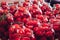 Canned tomatoes in cans. The process of preservation of vegetables for the winter.