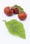 Cannibal\'s Tomato (Solanum uporo)