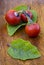 Cannibal\'s Tomato (Solanum uporo)