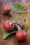 Cannibal\'s Tomato (Solanum uporo)