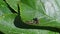 Cannibalism with the larva of a Harlequin ladybird beetle, Harmonia axyridis, eating a larva of the same species