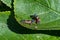 Cannibalism with the larva of a Harlequin ladybird beetle, Harmonia axyridis, eating a larva of the same species