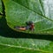 Cannibalism with the larva of a Harlequin ladybird beetle, Harmonia axyridis, eating a larva of the same species