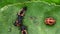 Cannibalism with the larva of a Harlequin ladybird beetle, Harmonia axyridis, eating a larva of the same species