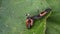 Cannibalism with the larva of a Harlequin ladybird beetle, Harmonia axyridis, eating a larva trying to pupate of the same species